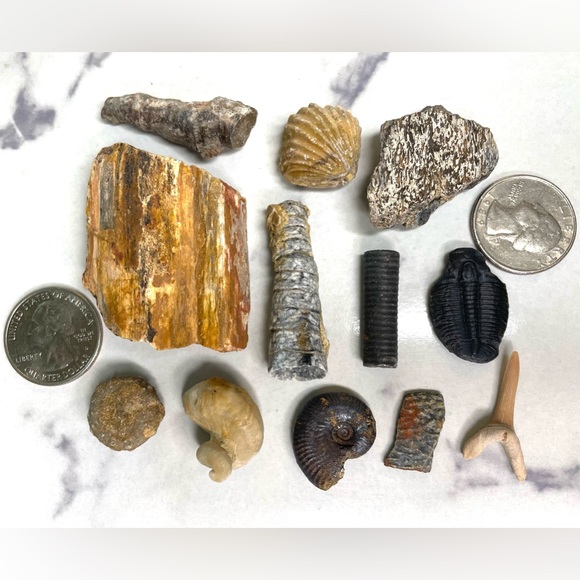 🦕 Educational Fossils Set: dinosaur, ammonite, petrified wood, etc. Geol… - Picture 4 of 16